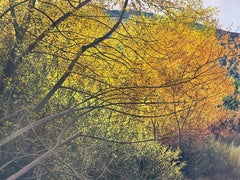 Sombras ligeras, paisaje exuberante muy detallado, carretera desierta, luz solar moteada