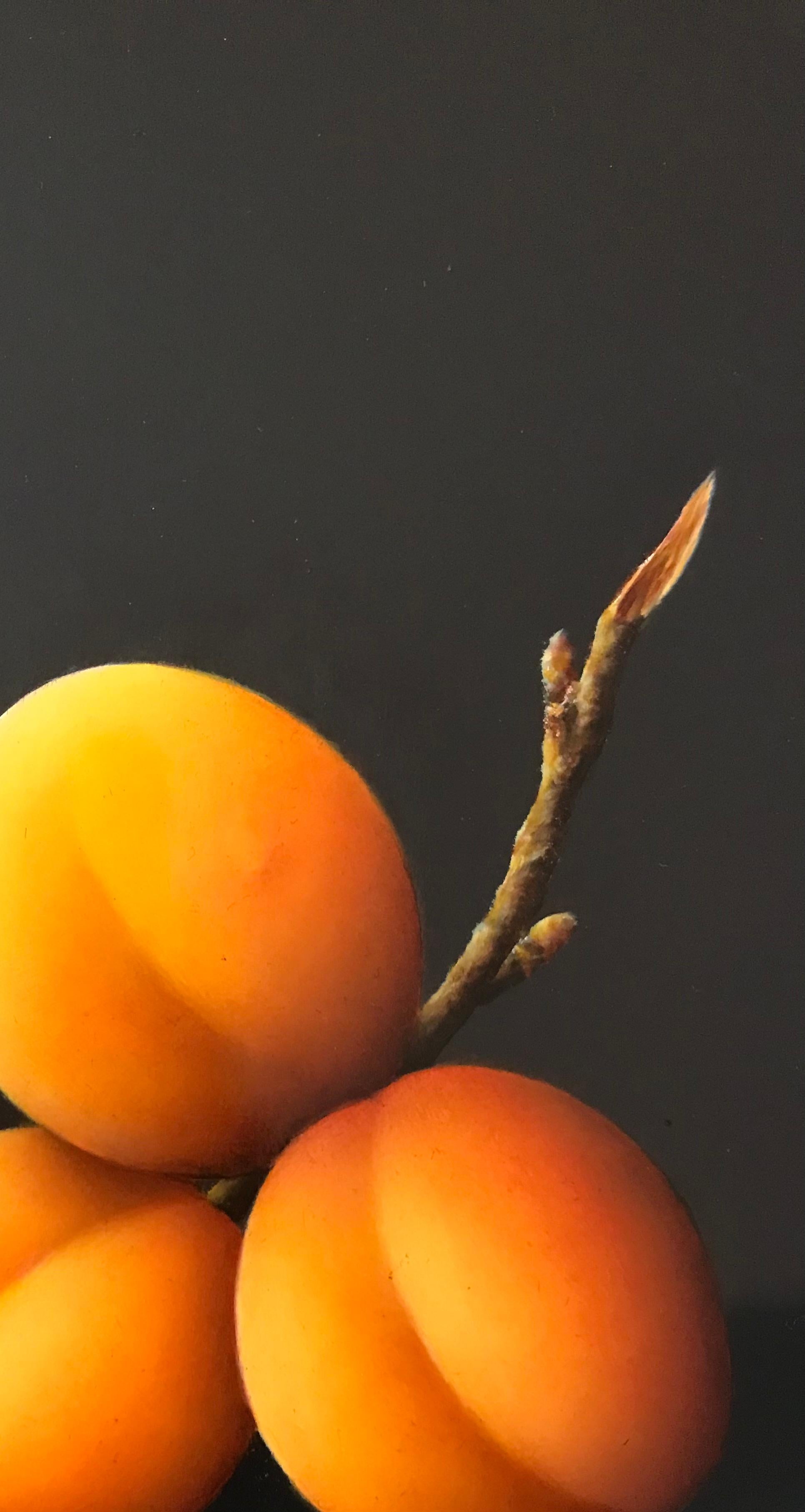 “Apricots” Contemporary Fine Realist Still-Life Painting of Apricots, Fruit 2
