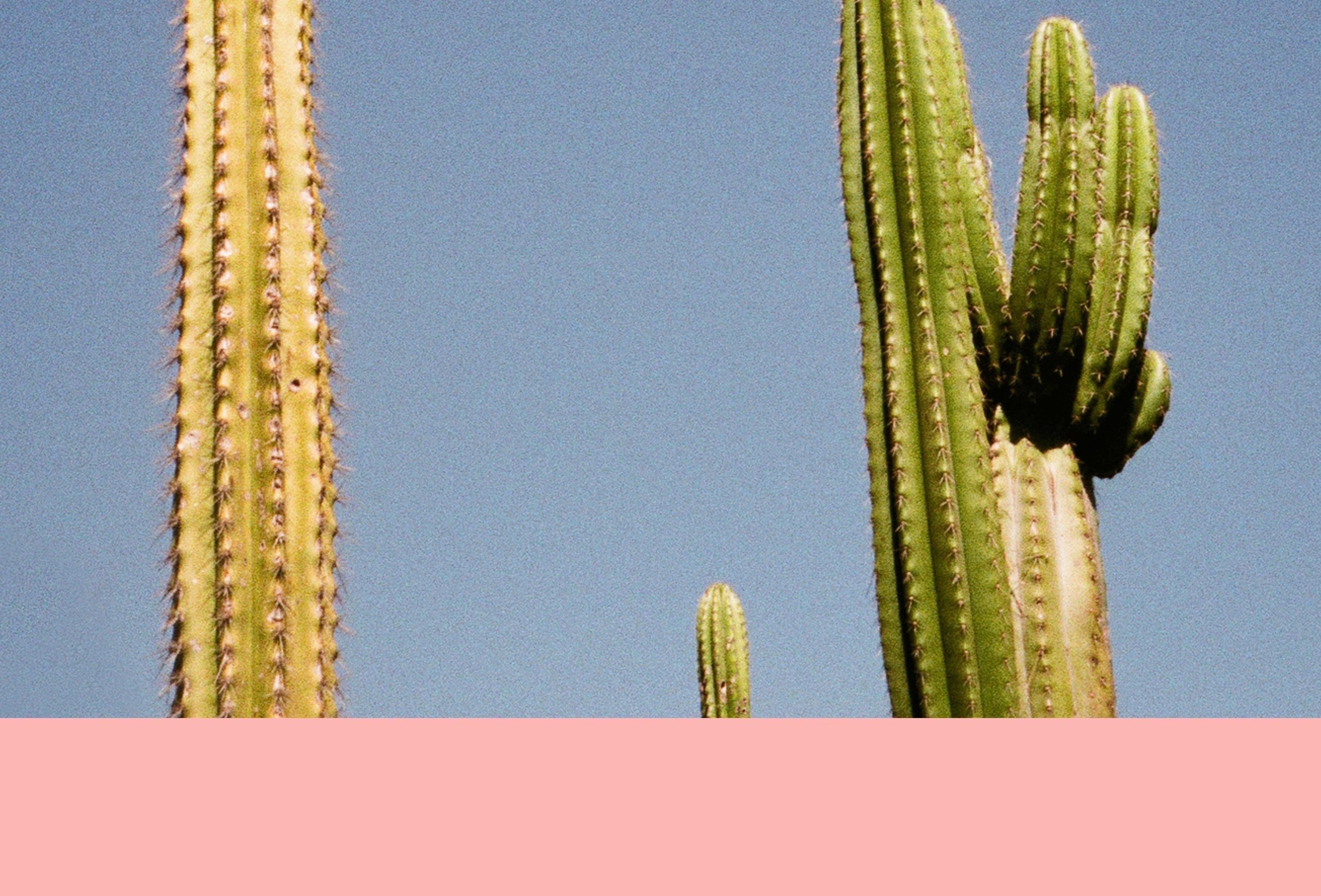 pink cactus palm springs