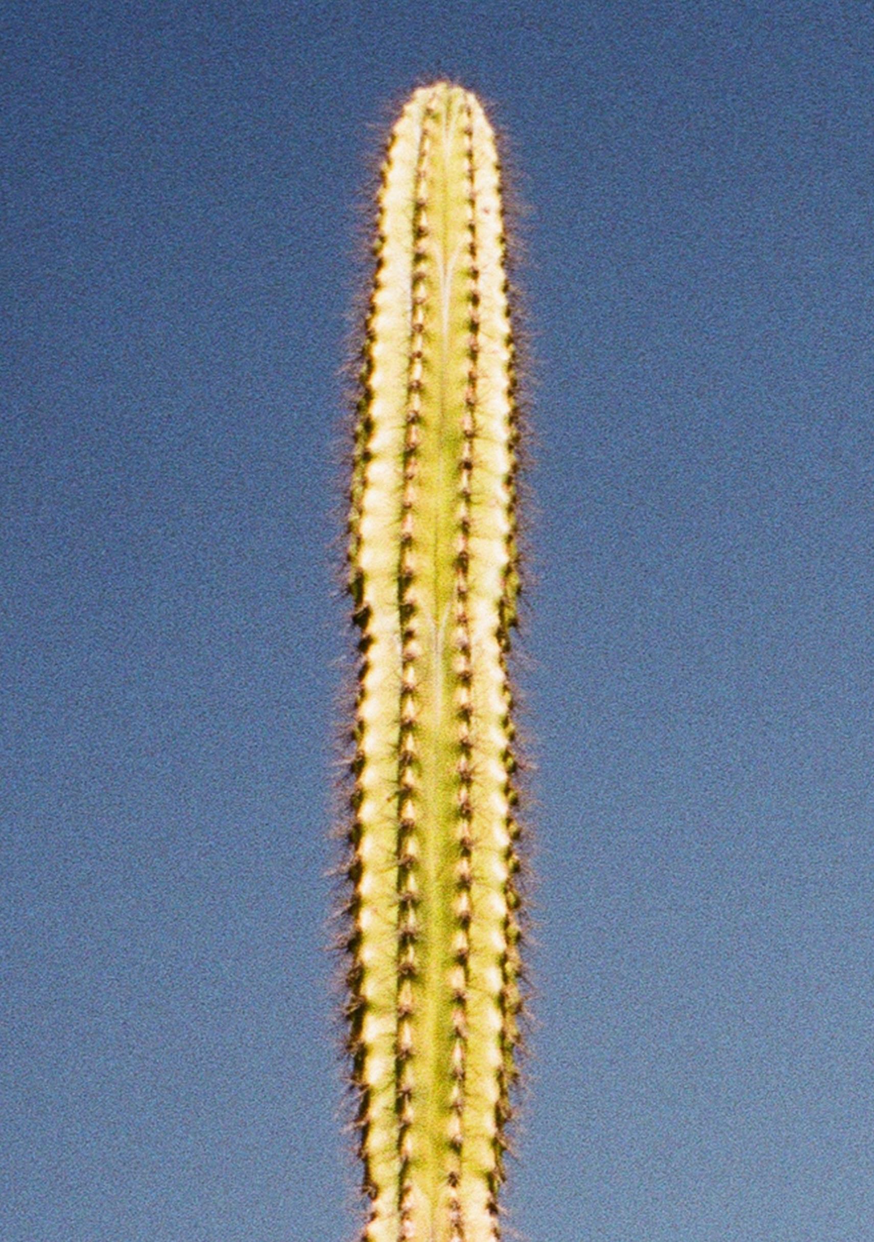 Cactus - nature photograph of cactus with pink border, Palm Springs - Contemporary Print by Renée Rodenkirchen