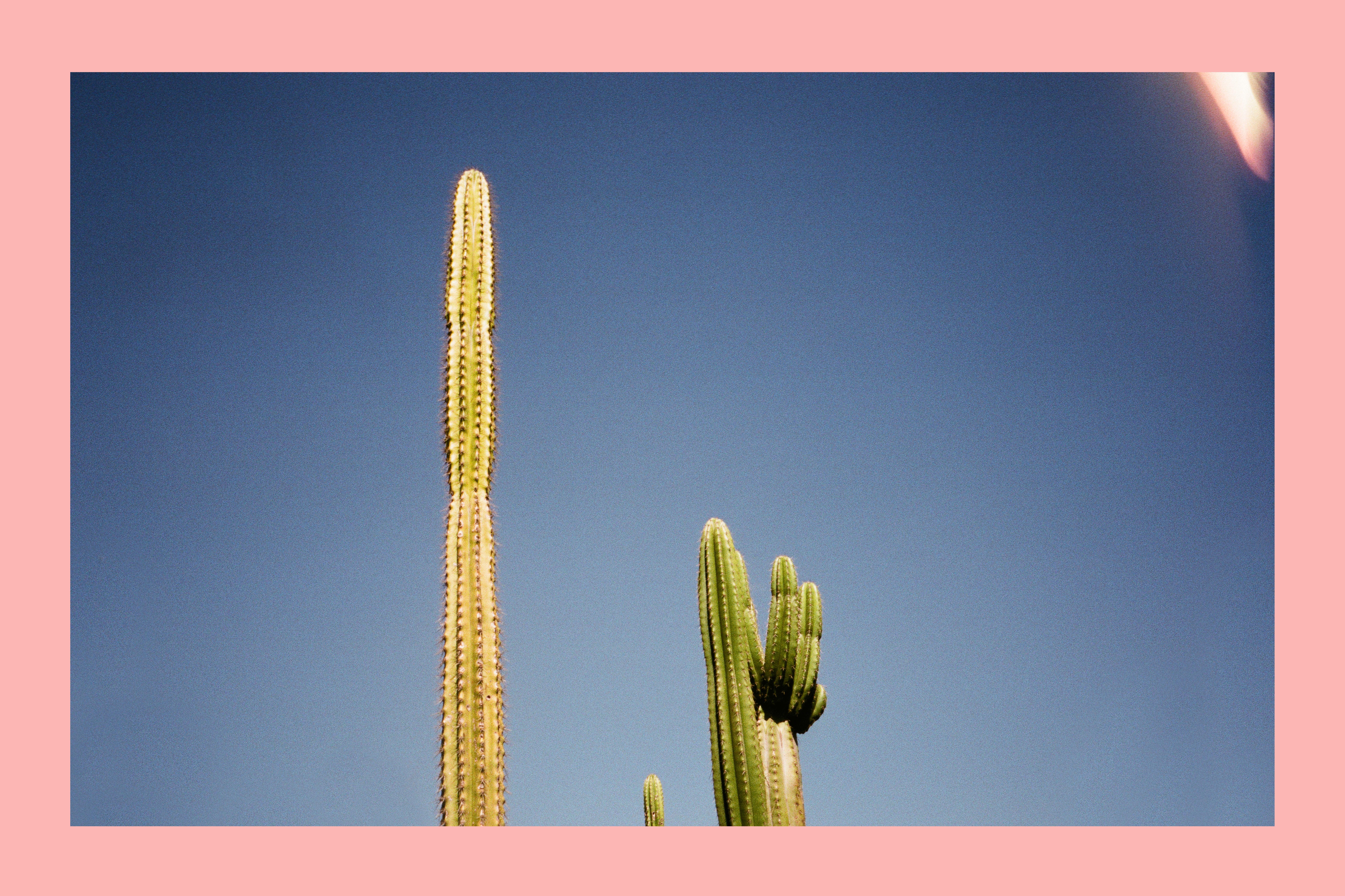 Renée Rodenkirchen Landscape Print - Cactus - nature photograph of cactus with pink border, Palm Springs