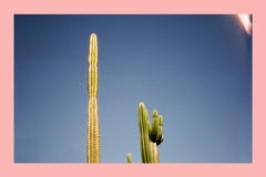 Cactus - nature photograph of cactus with pink border, Palm Springs