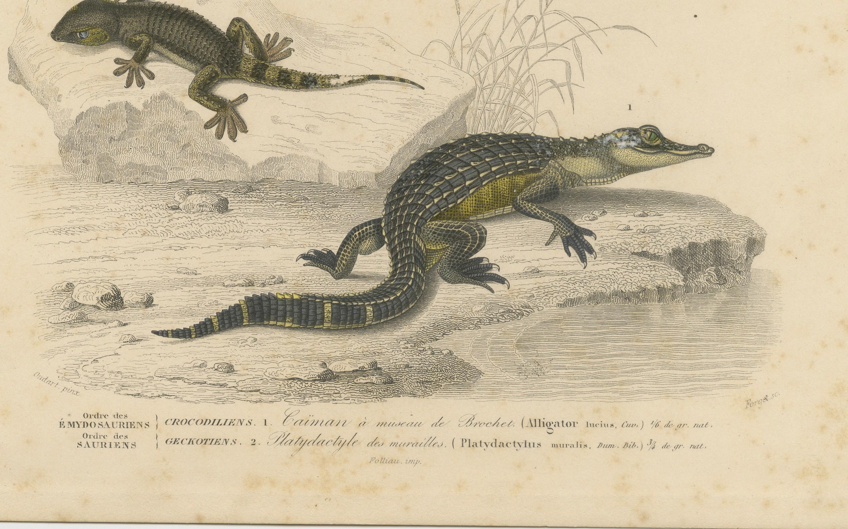 Gravure de reptile représentant un jeune alligator et un gecko des murailles, c.I.C., par Orbigny

Cette gravure colorée à la main du XIXe siècle, Reptiles Pl. 3, présente deux espèces distinctes de reptiles : un jeune alligator (*Alligator lucius*,
