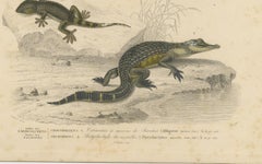 Reptile Print of Young Alligator and Wall Gecko, c.1850, by Orbigny