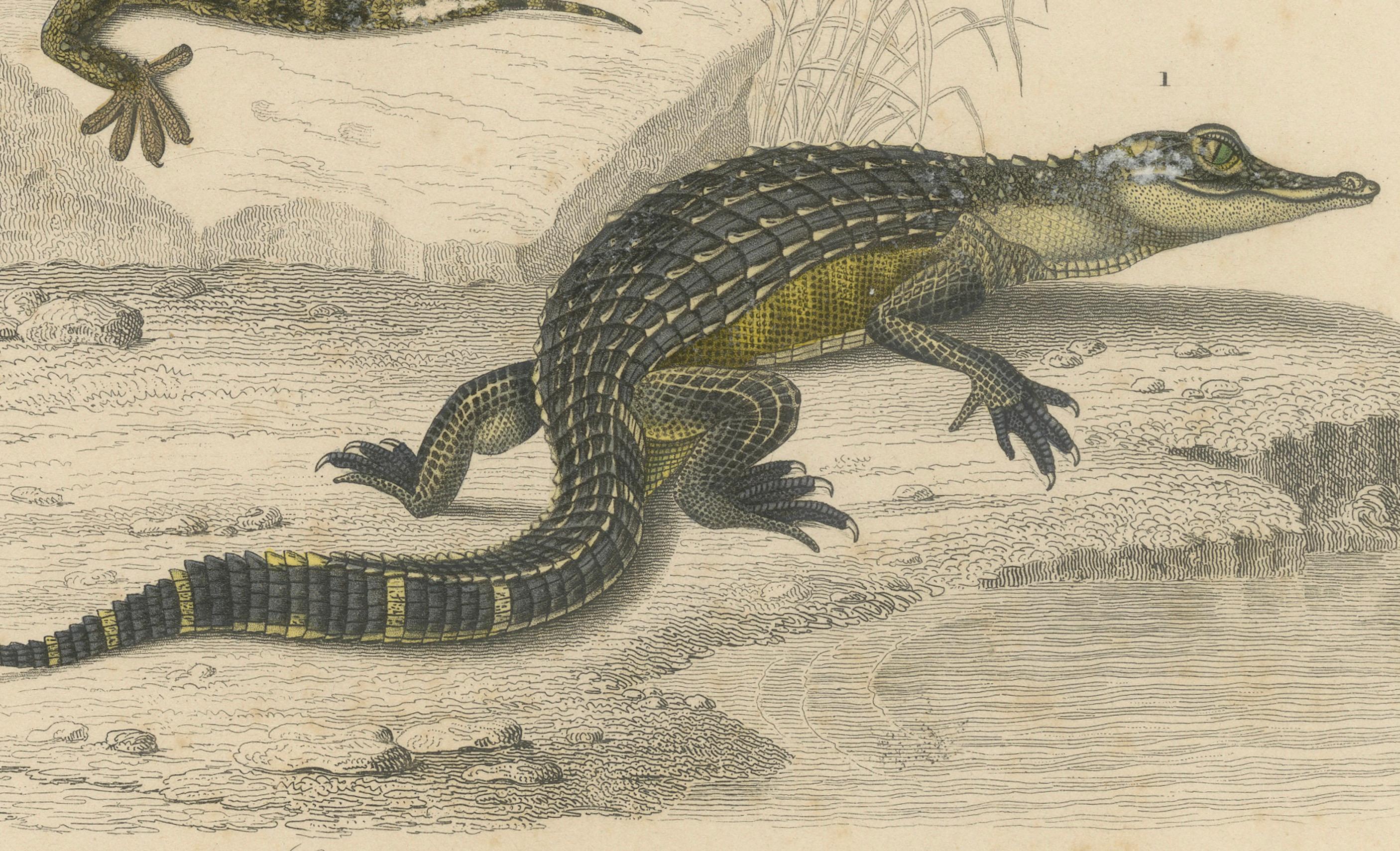 Français Gravure de reptile représentant un jeune alligator et un gecko des murailles, c.I.C., par Orbigny en vente