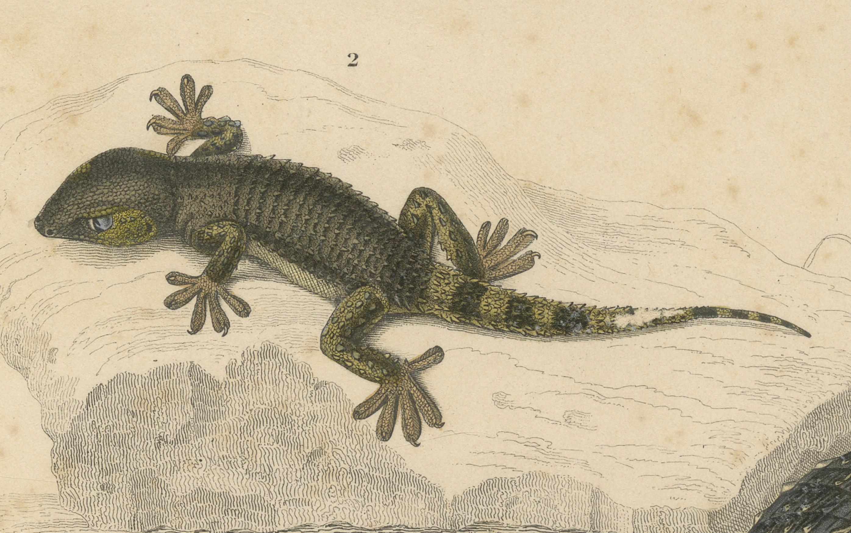 Gravure de reptile représentant un jeune alligator et un gecko des murailles, c.I.C., par Orbigny État moyen - En vente à Langweer, NL