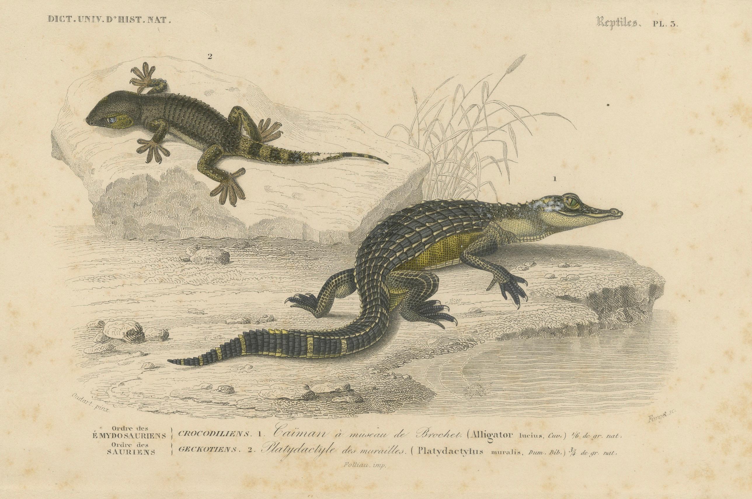 XIXe siècle Gravure de reptile représentant un jeune alligator et un gecko des murailles, c.I.C., par Orbigny en vente