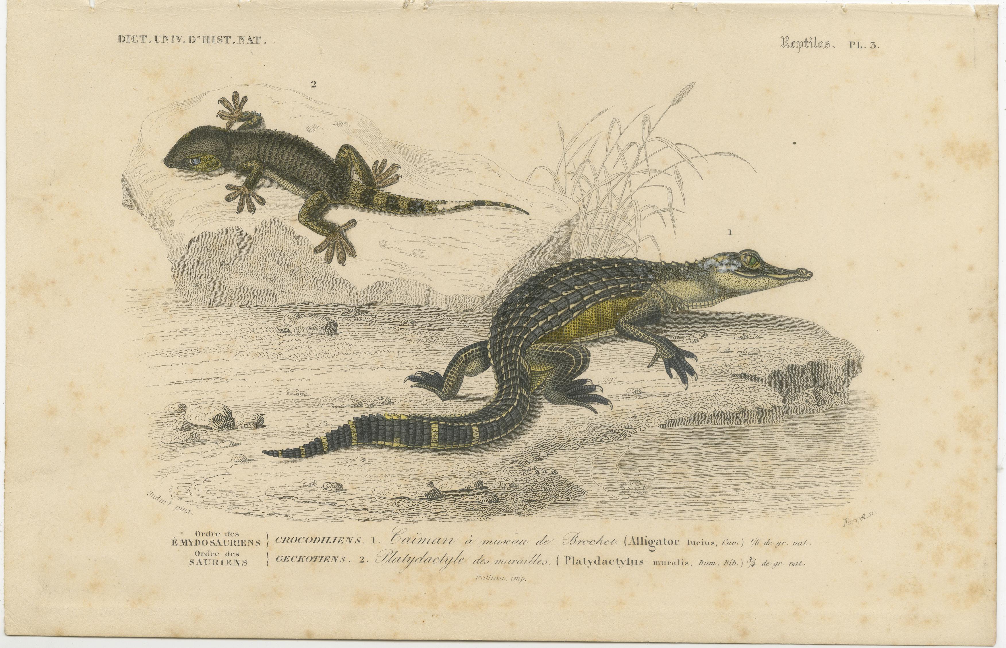 Papier Gravure de reptile représentant un jeune alligator et un gecko des murailles, c.I.C., par Orbigny en vente
