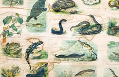 Reptiles and Amphibians, Vintage Wall Chart
