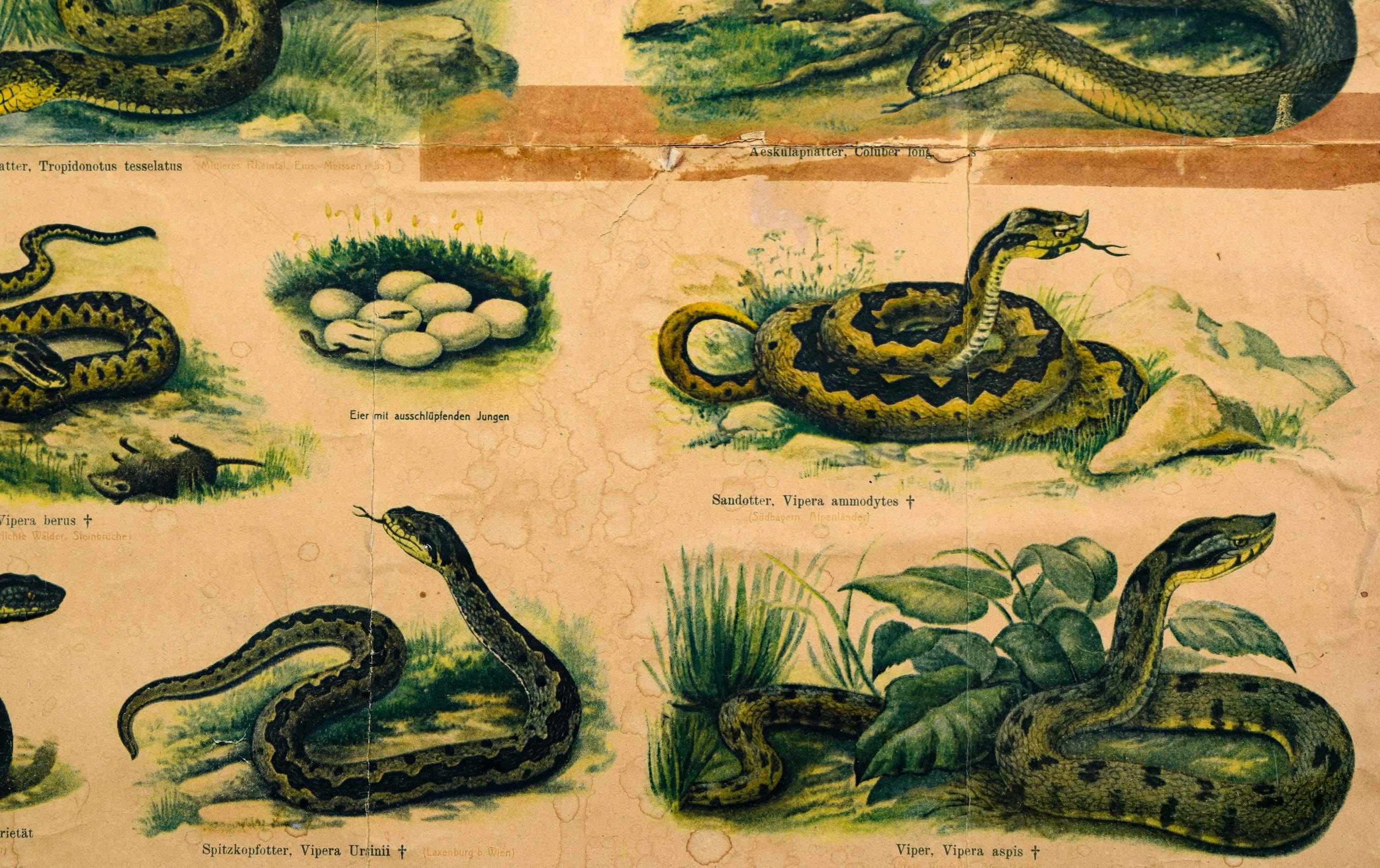 This antique vintage wall chart shows different species of reptiles and amphibians, which are native in Austria and Germany. You can see different types of toads, snakes, newts and salamanders. It is part of the scientific and agricultural tables by