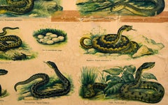 Reptiles and Amphibians, Vintage Wall Chart