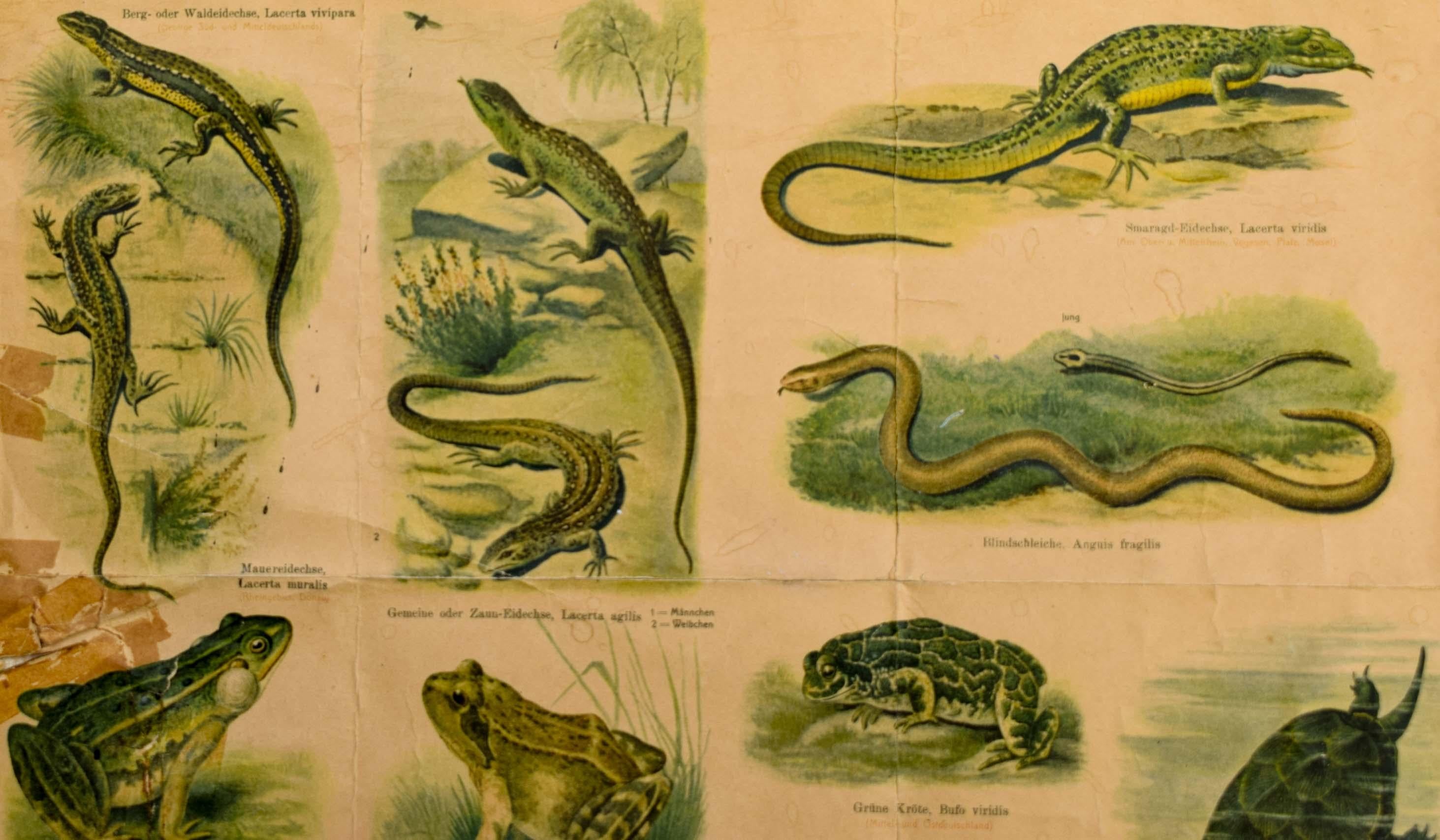 reptile chart