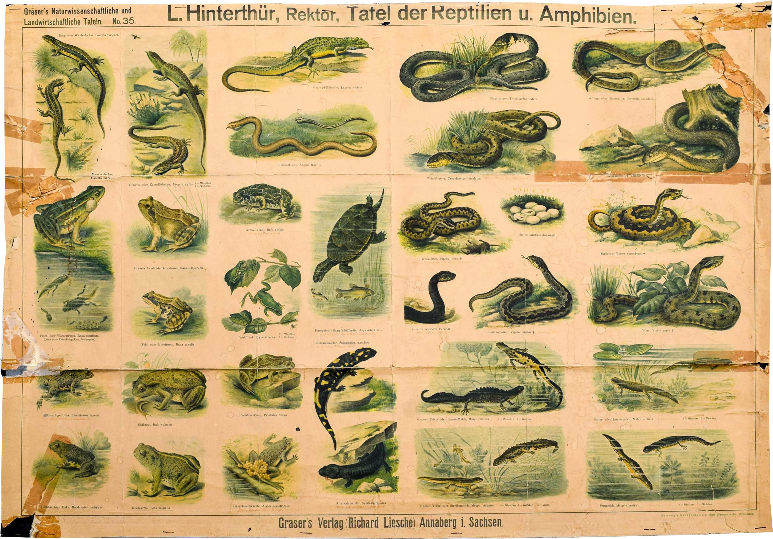 amphibian chart
