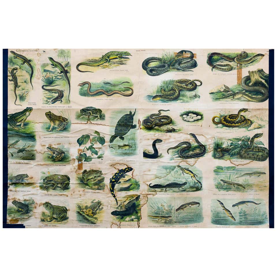 Scientific Chart Of Snake - For Sale on 1stDibs | serpent spring chart ...