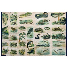 Reptiles and Amphibians, Antique Wall Chart