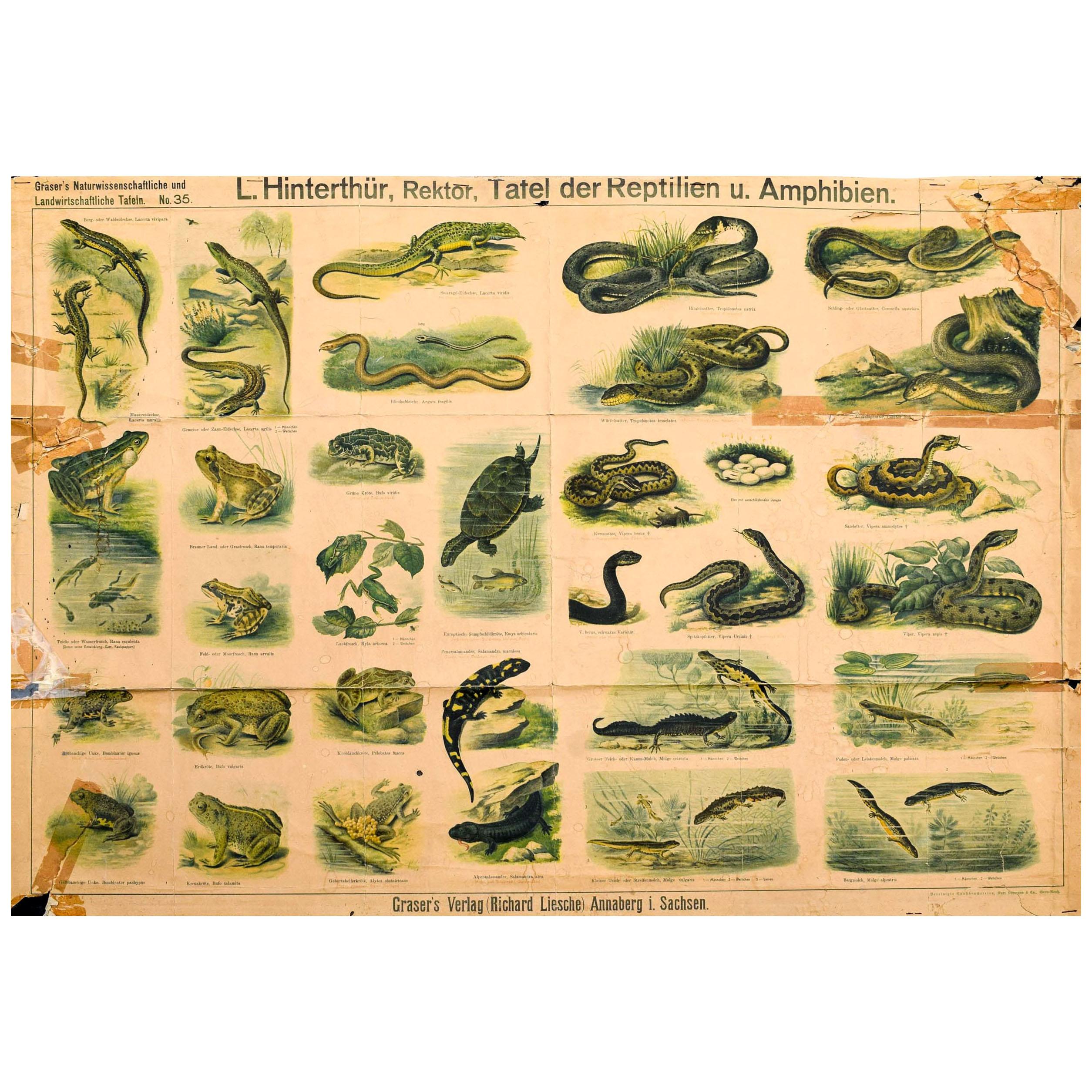 Reptiles and Amphibians, Vintage Wall Chart For Sale