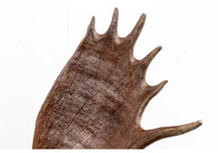 Crâne d'élan en résine et bronze à fixer au mur