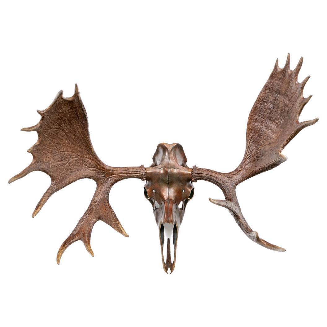 Resin And Bronze Wall Mounted Moose Skull For Sale