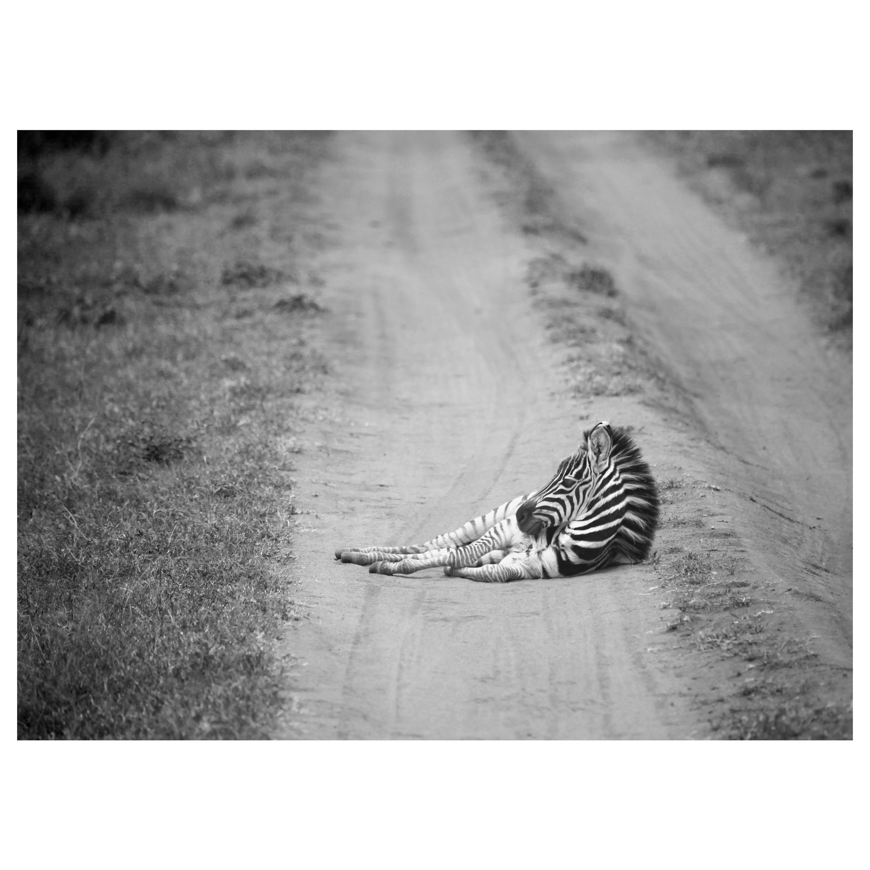 "Rest, " Black and White Photograph by Carolyn Schroeder For Sale