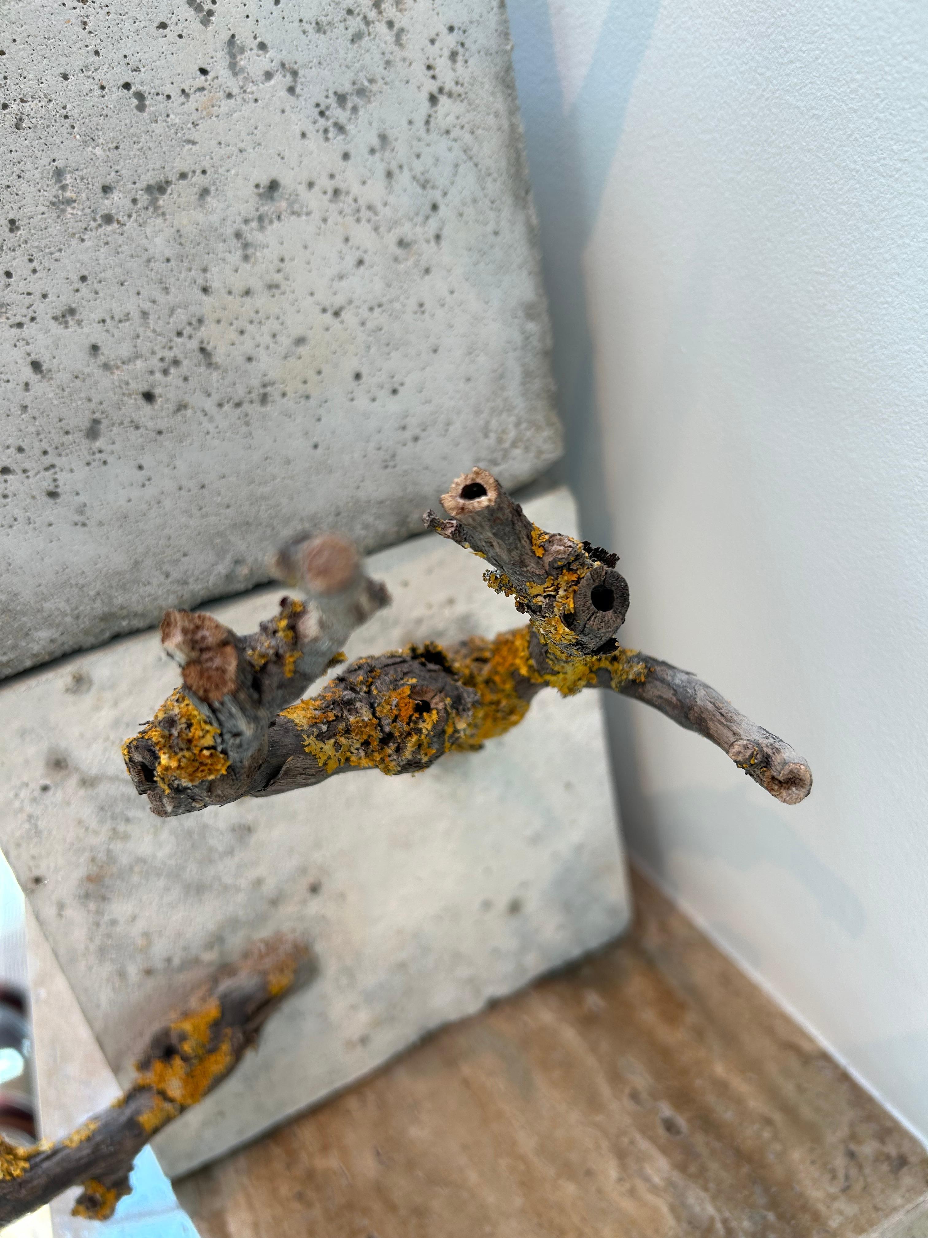Réstia de Vida, Zement und Zweige - Skulptur von Jessica Burrinha (Portugiesisch) im Angebot