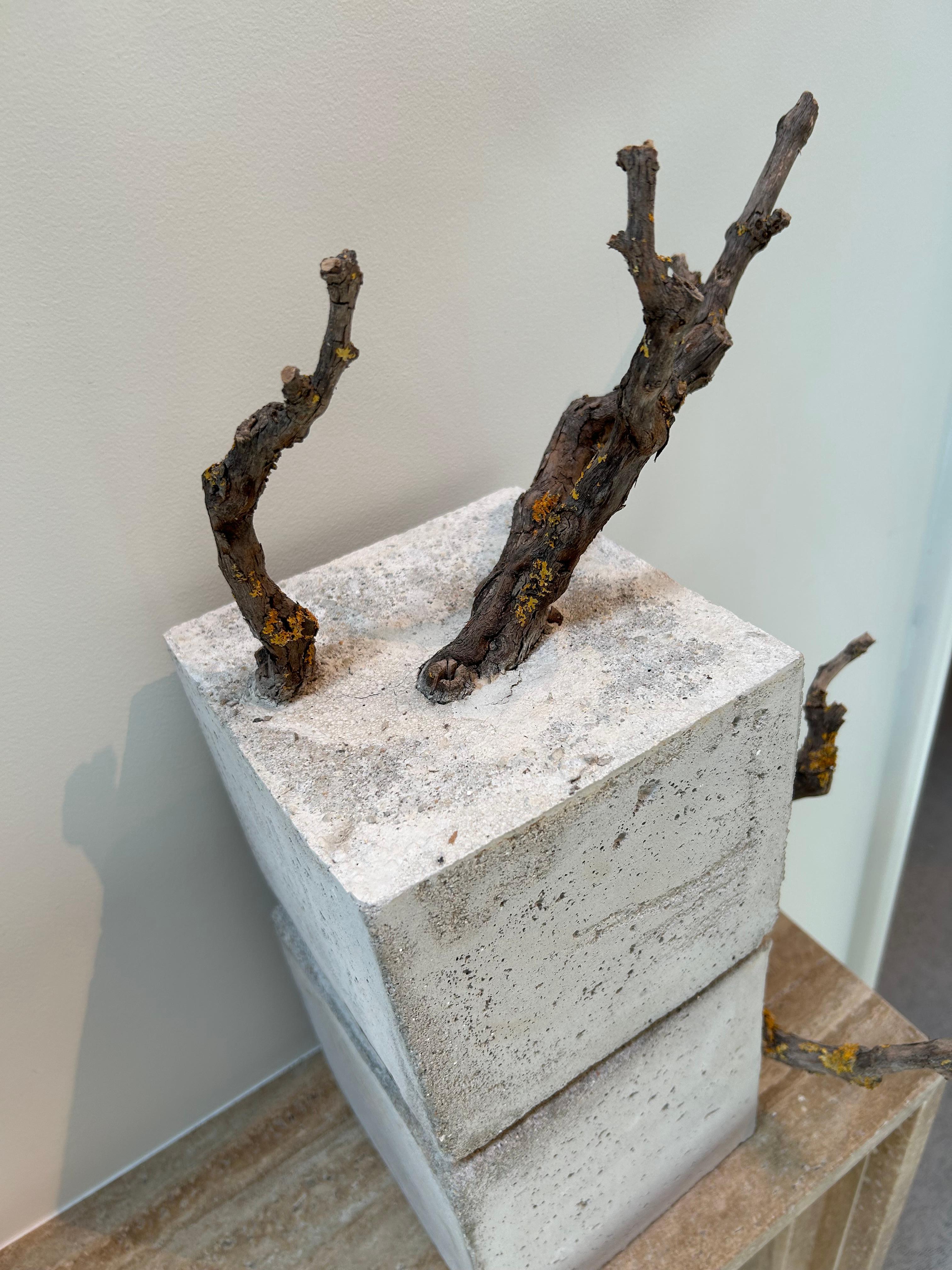 Réstia de Vida, Zement und Zweige - Skulptur von Jessica Burrinha (21. Jahrhundert und zeitgenössisch) im Angebot