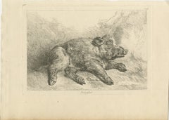 Resting Wild Boar: A Detailed Etching - circa 1740