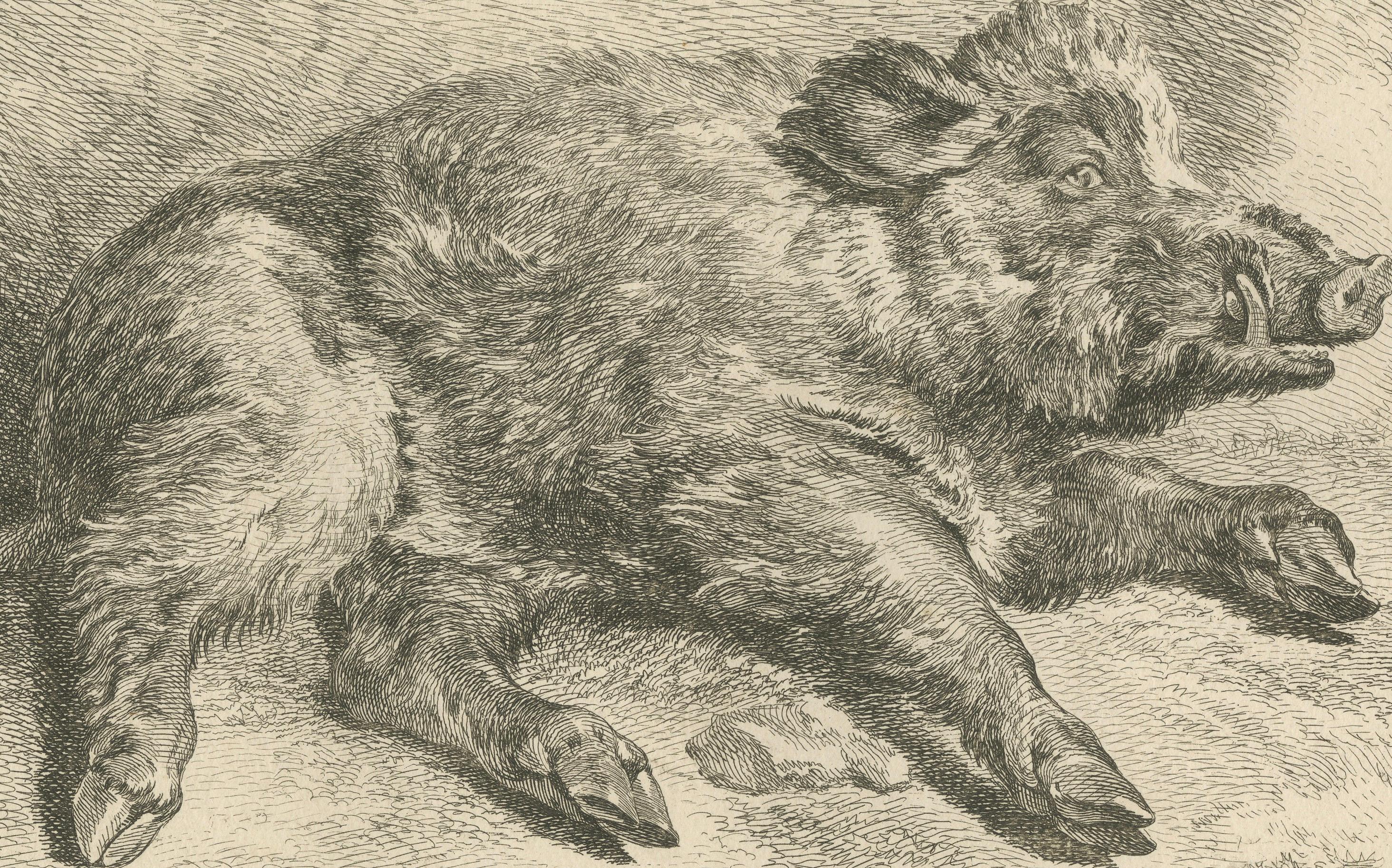 Ruhendes Wildschwein: Eine detaillierte Radierung - um 1740 (Graviert) im Angebot