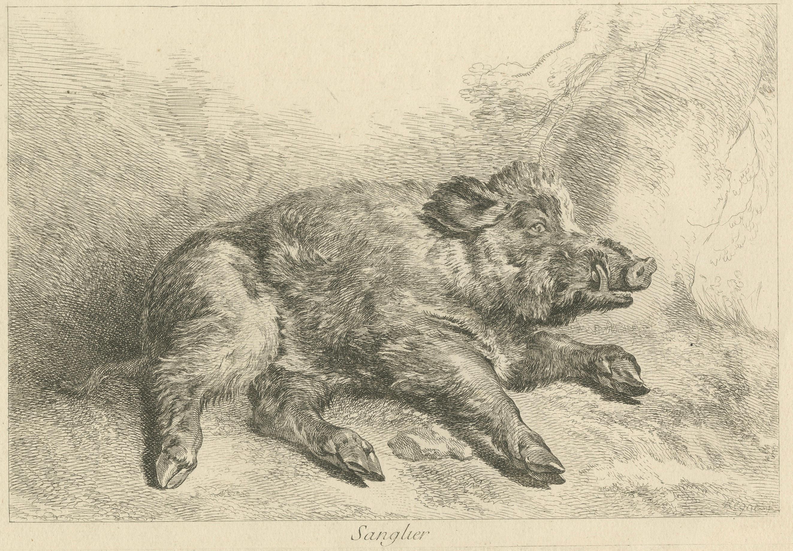 Ruhendes Wildschwein: Eine detaillierte Radierung - um 1740 (Mitte des 18. Jahrhunderts) im Angebot