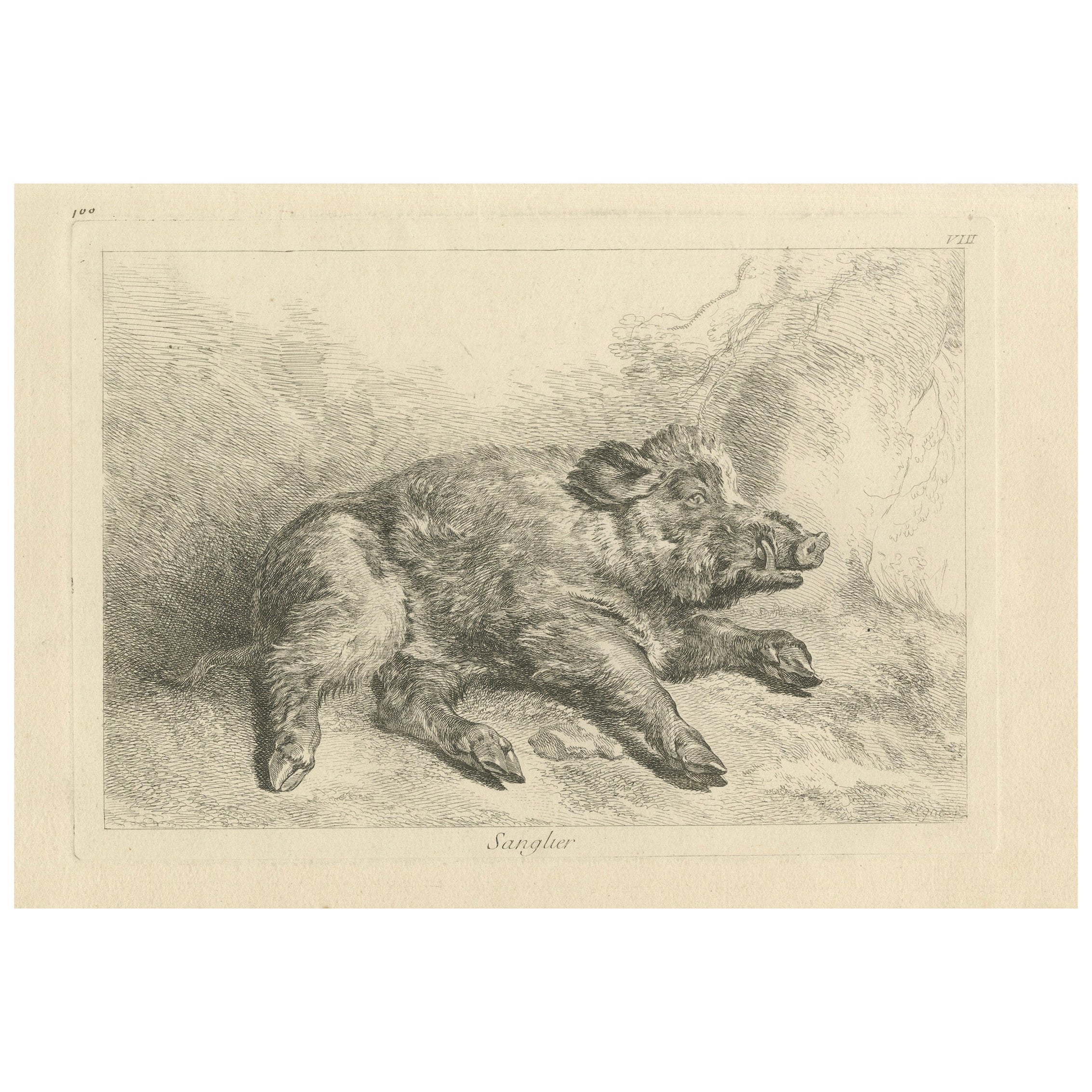 Resting Wild Boar: A Detailed Etching - circa 1740