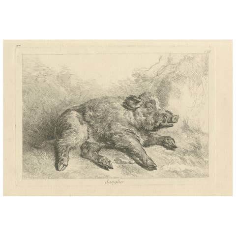 Resting Wild Boar: A Detailed Etching - circa 1740