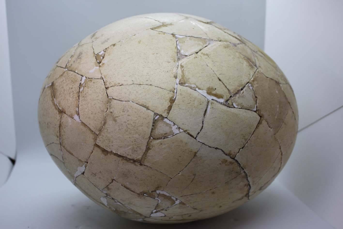 Restored Aepyornis Egg, Very Rare 2