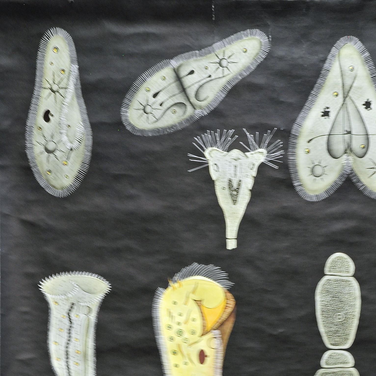 A fantastic dark black Jung Koch Quentell rollable wall chart depicting protozoa (part II), published by Hagemann Lehrmittelverlag Duesseldorf. Colorful print on paper reinforced with canvas, used as teaching material in German