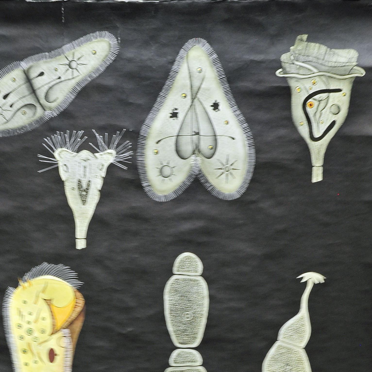Retro Pull-Down Wandkarte Vintage Tier Poster Jung Koch Quentell Protozoa (Land) im Angebot