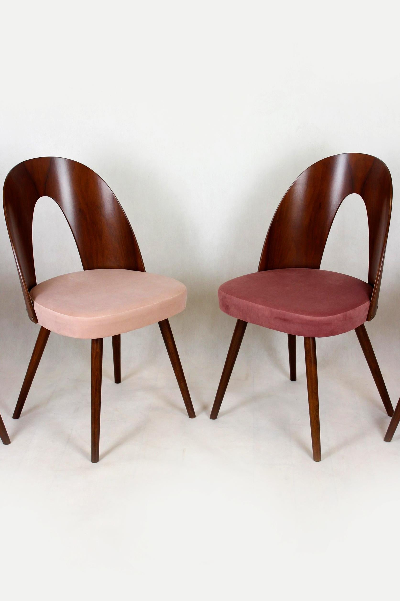 A set of four chairs, designed in the 1960s by Antonin Suman. 
The chairs are made of beech wood, the backrests are bent plywood with walnut veneer.
The chairs have been restored, have new seat foams upholstered in two shades of pink. 
A few