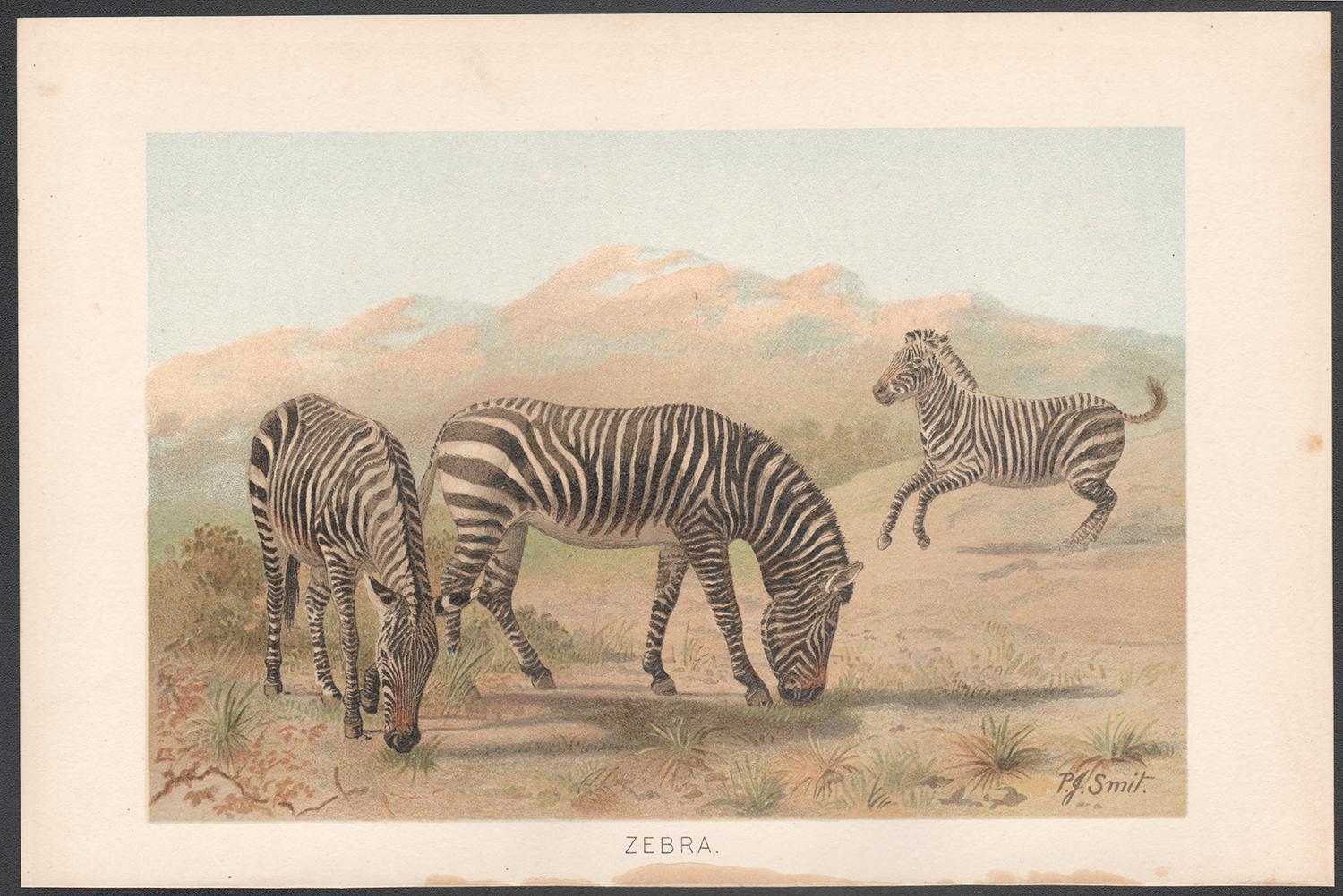 Zebra, Antique Natural History Chromolithograph, circa 1895 - Print by Reverend Pierre Jacques Smit 