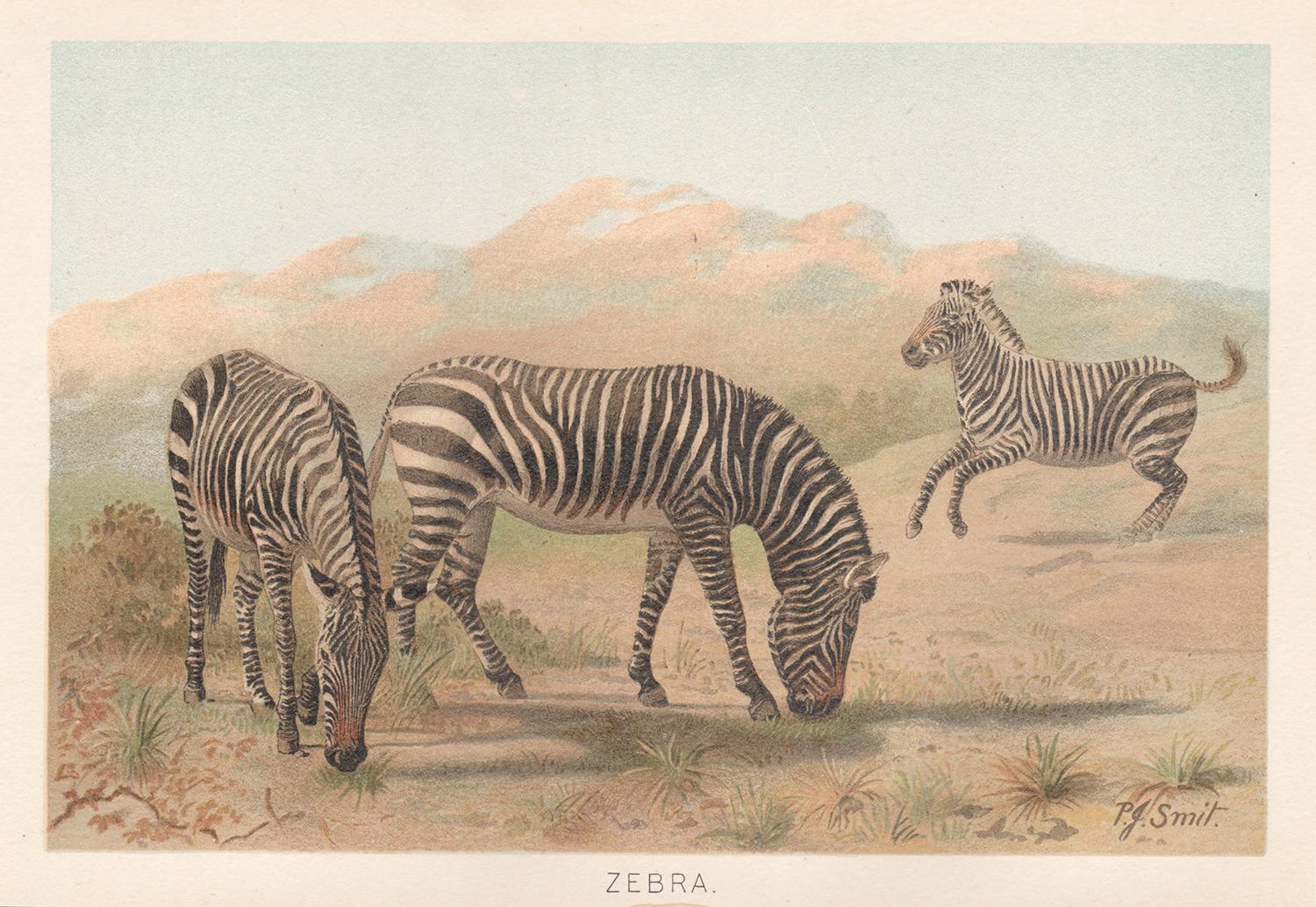 Reverend Pierre Jacques Smit  Animal Print - Zebra, Antique Natural History Chromolithograph, circa 1895