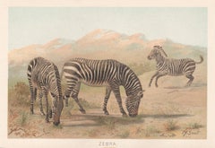 Zebra, Antique Natural History Chromolithograph, circa 1895