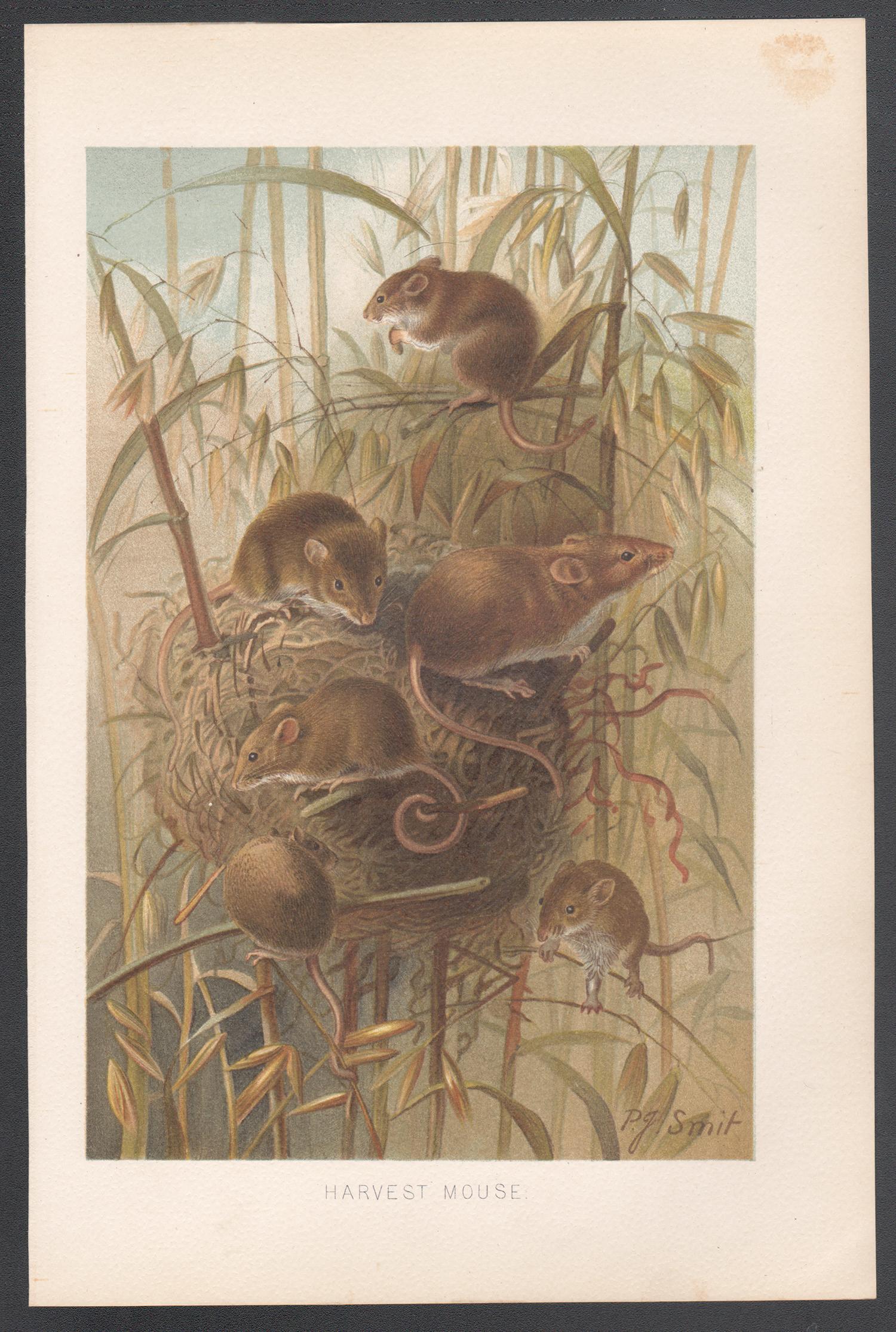 Harvest Mouse, Antique Natural History Chromolithograph, circa 1895 - Print by Reverend Pierre Jacques Smit