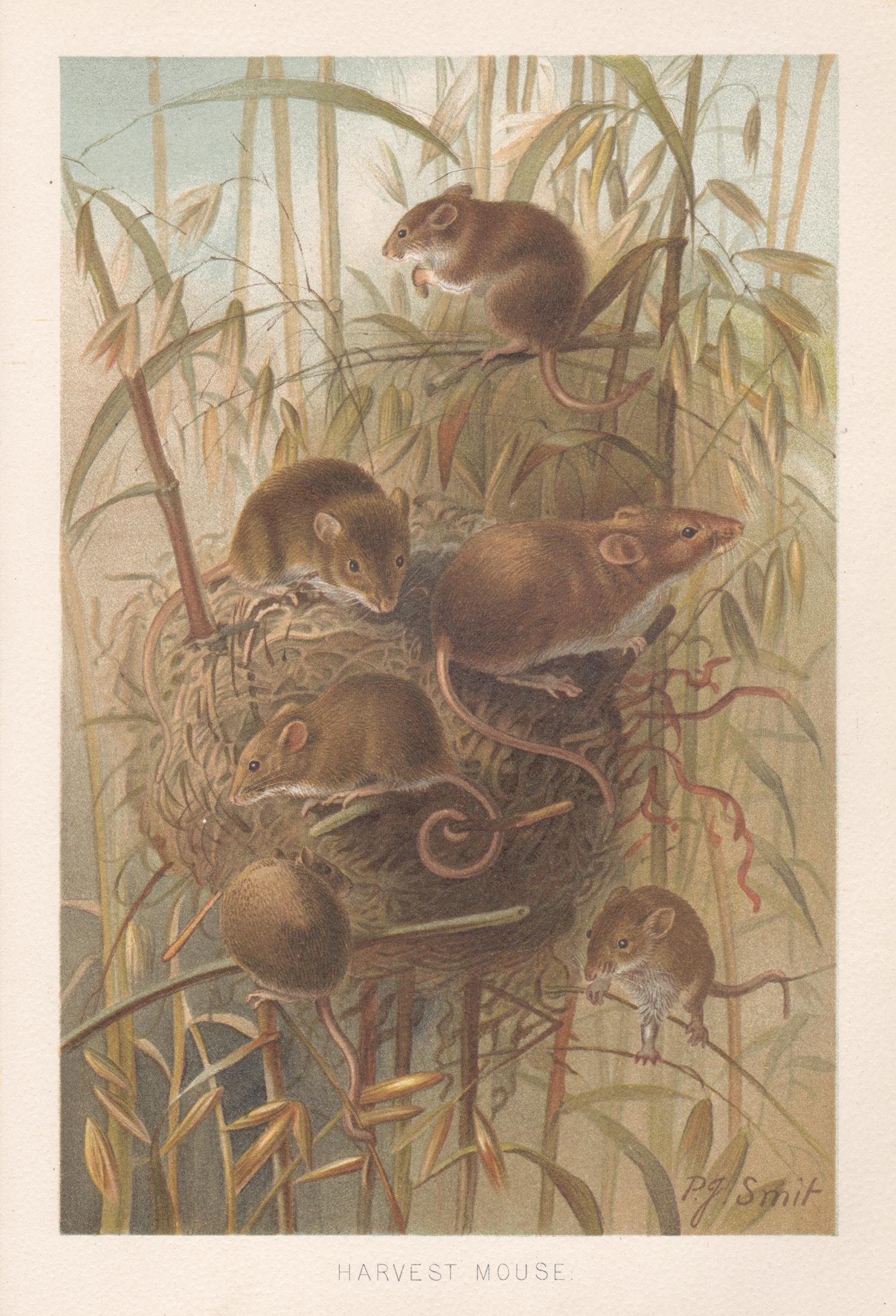 Reverend Pierre Jacques Smit Animal Print - Harvest Mouse, Antique Natural History Chromolithograph, circa 1895