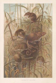 Harvest Mouse, Antique Natural History Chromolithograph, circa 1895