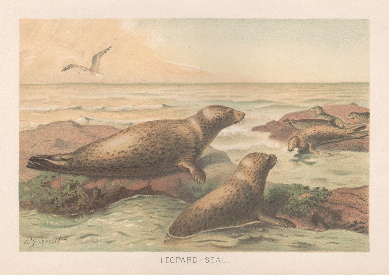 Reverend Pierre Jacques Smit Animal Print - Leopard Seal, Antique Natural History Chromolithograph, circa 1895
