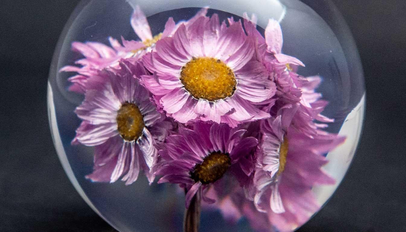 Rhodanthe paperweight. Created from encased, natural rhodanthe flowers. Measure: 3