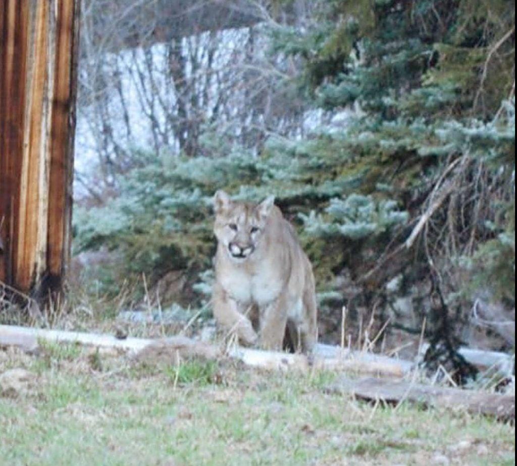 En vente :  Bague sigillaire au Colorado Cougar blanc en rhodium avec yeux en tsavorite 10