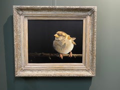 Moineau domestique juvénile - peinture réaliste contemporaine du 21e siècle d'un oiseau