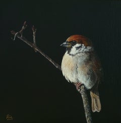Moineau friquet - 21e siècle Peinture réaliste contemporaine d'un oiseau