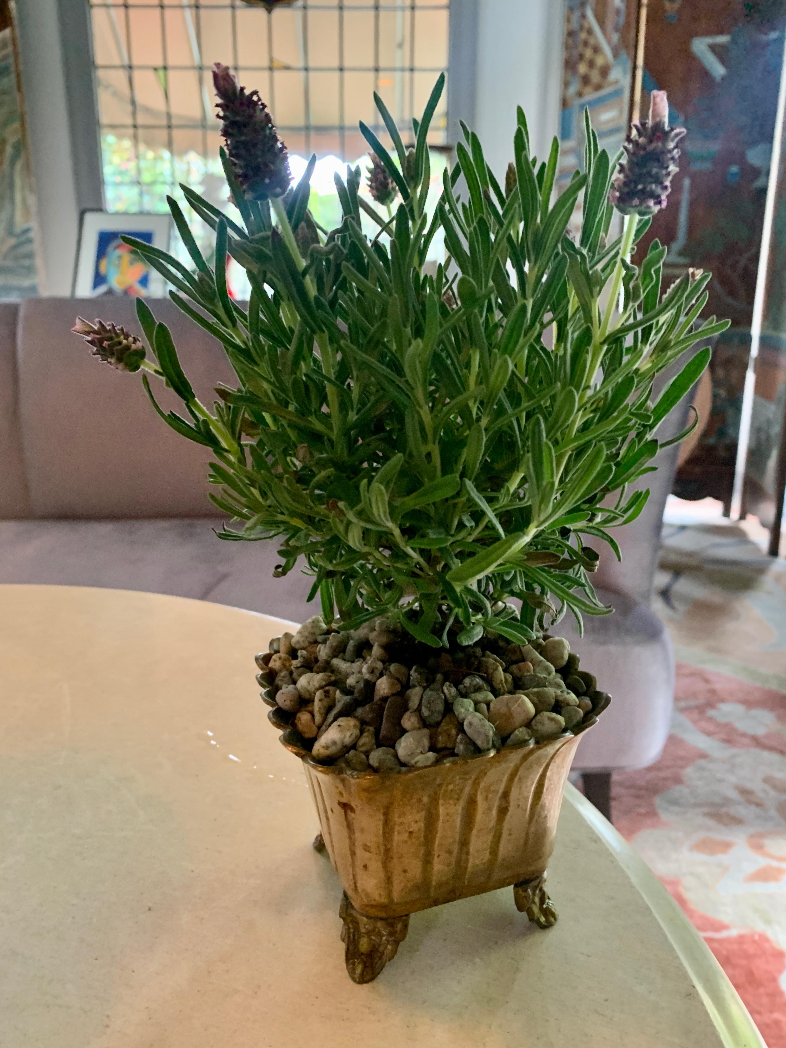 Small brass planter - ribbed, with feet, this petite planter is very sweet and wonderful for kitchen herbs, a small flower arrangement or collection. Likely Italian. Also, works well for a small orchid.