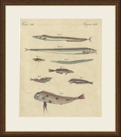 Pesce nastro e altri pesci marini, stampa d’epoca di Bertuch, 1820 circa