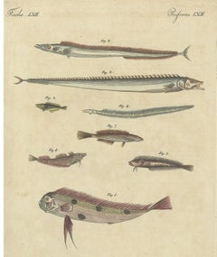 Pesce nastro e altri pesci marini, stampa d’epoca di Bertuch, 1820 circa