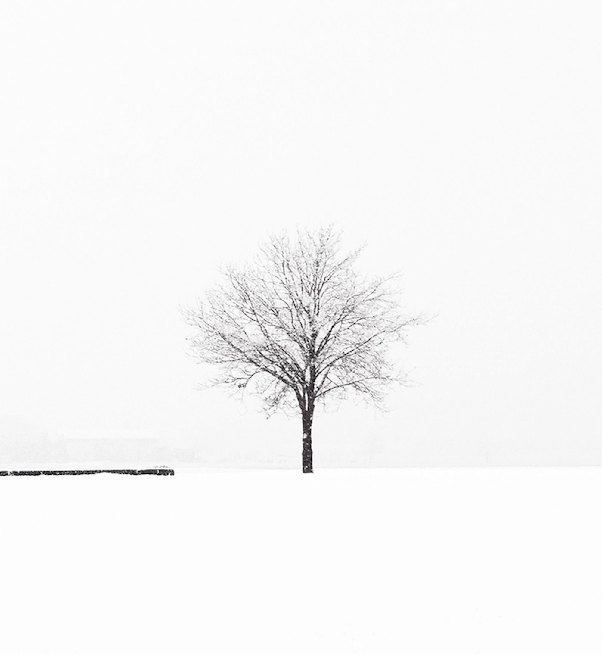 S 12-14 by Riccardo Varini - Landscape photography, winter, snow, tree, Italy 4
