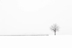 Riccardo Varini - S 12-14 von Riccardo Varini - Landschaftsfotografie, Winter, Schnee, Baum, Italien S 12-14 von Riccardo Varini - Landschaftsfotografie, Winter, Schnee, Baum, Italien